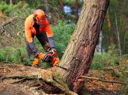 Professional Tree Care  in Falmouth Foreside, ME