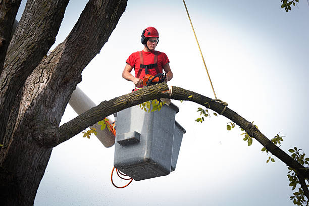 How Our Tree Care Process Works  in  Falmouth Foreside, ME